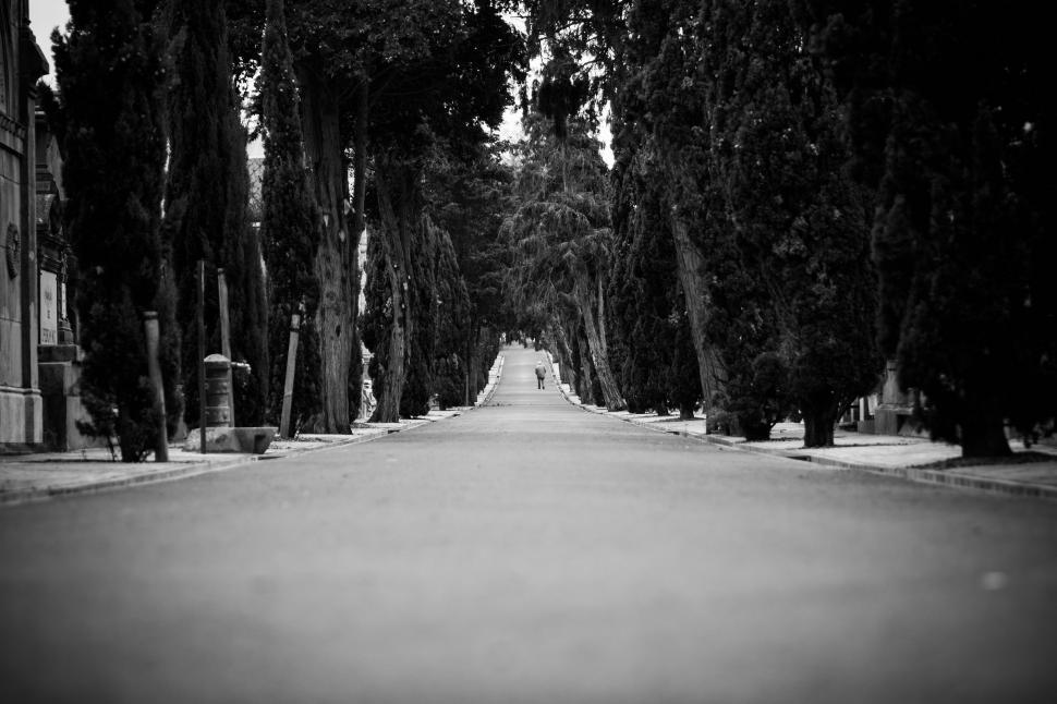 Free Image of Tree-Lined Street in Black and White 