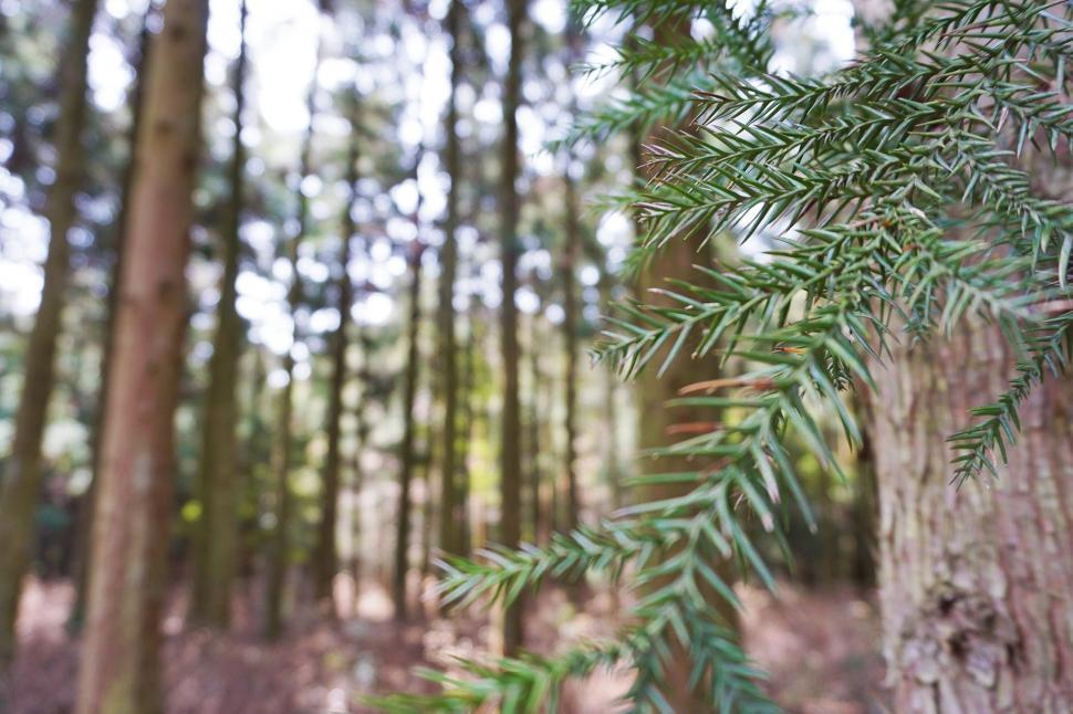 Free Image of Close Up of a Pine Tree in a Forest 