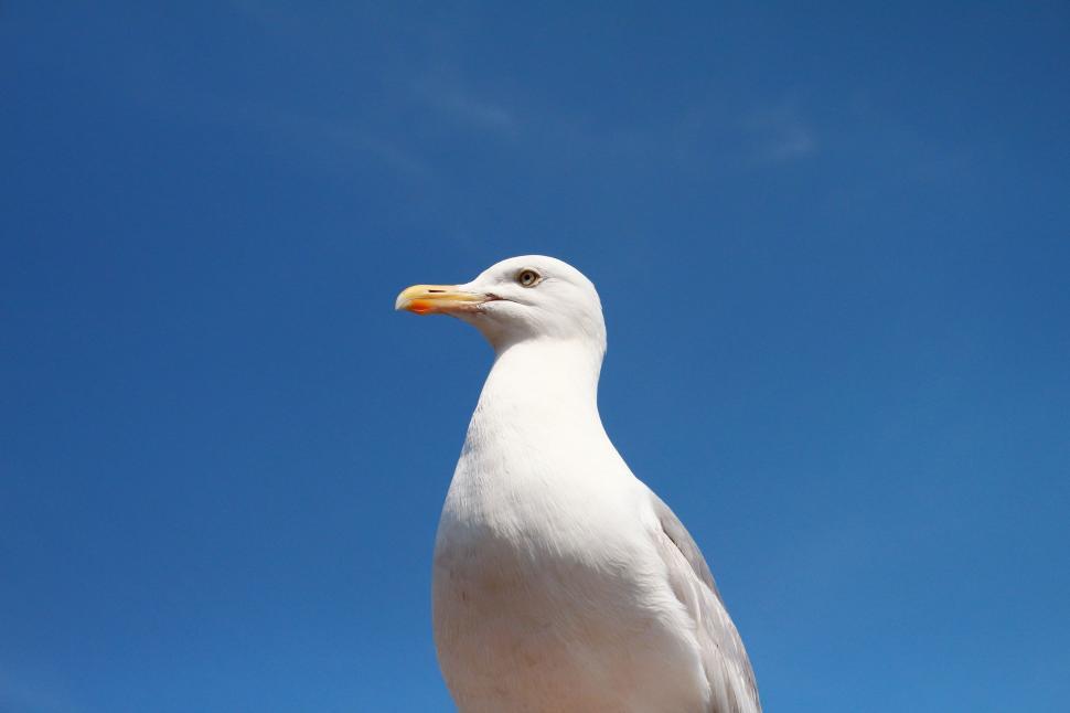 Free Image of White Seagull Standing on Rock Against Blue Sky 