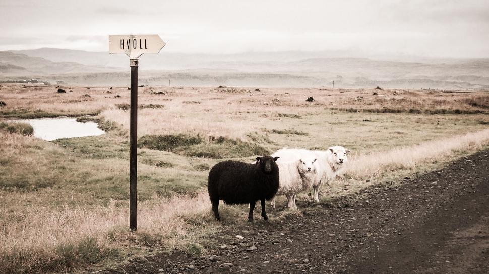 Free Image of Two Sheep Standing by Roadside 