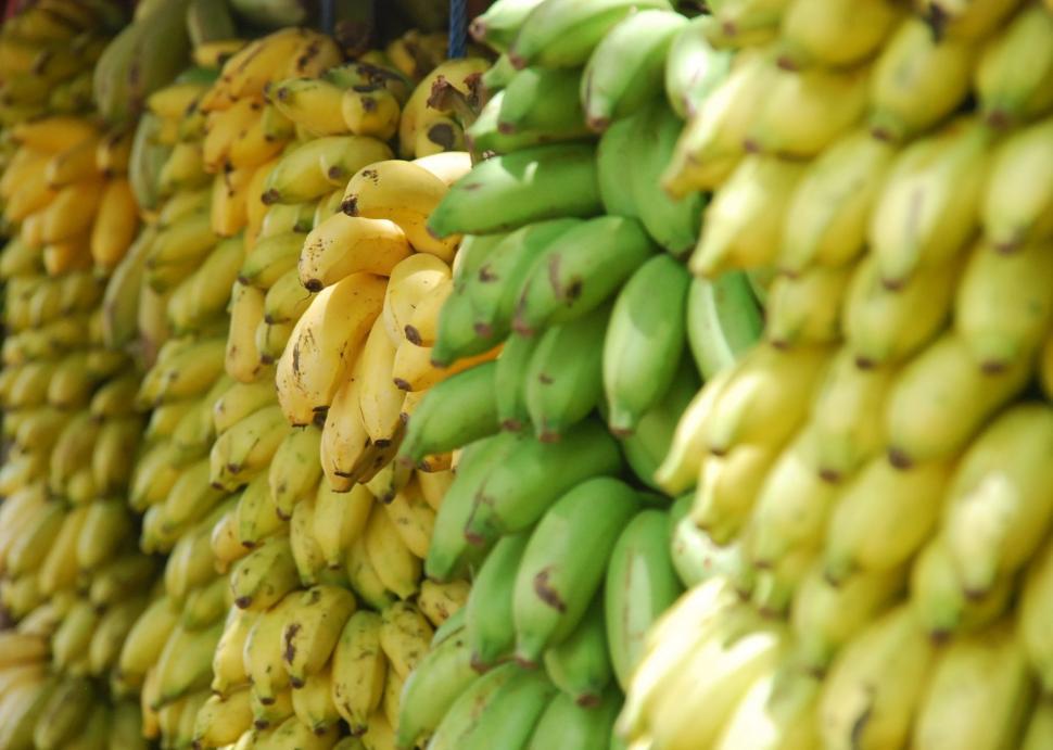 Free Image of Display of Green and Yellow Bananas 