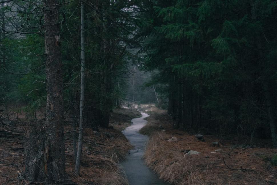 Free Image of Stream Flowing Through Dense Forest 