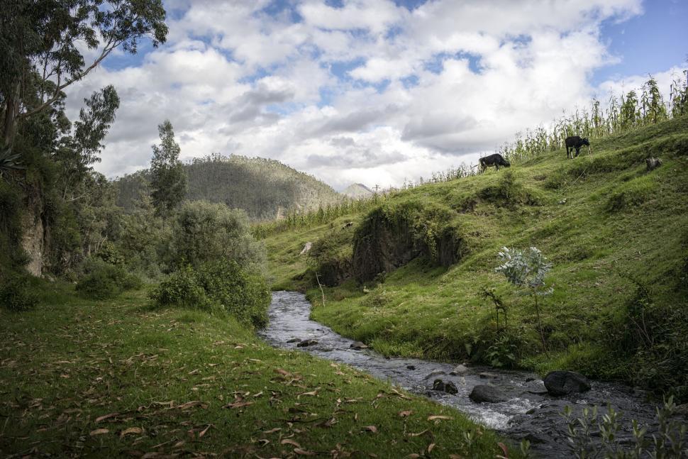 Free Image of Stream Flowing Through Lush Green Hillside 