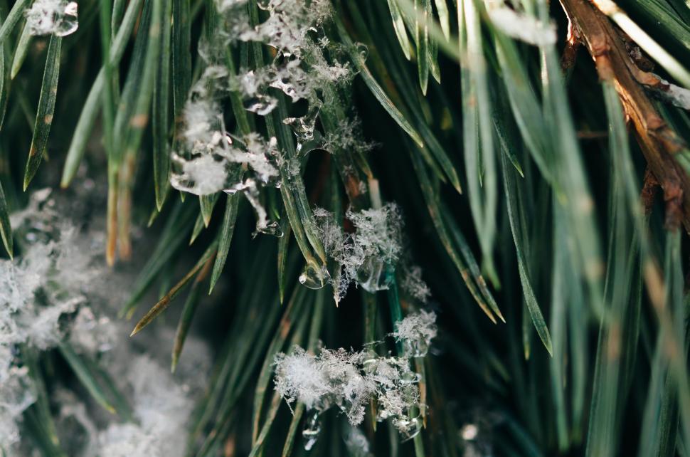 Free Image of Snow-covered Pine Tree Close Up 