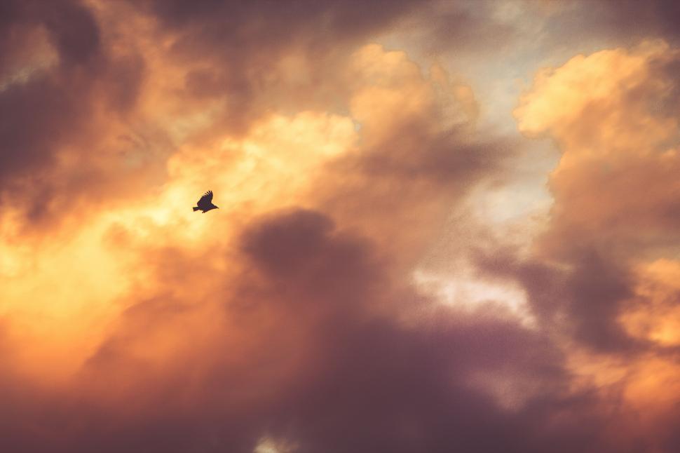 Free Image of Bird Flying Through Cloudy Sky at Sunset 