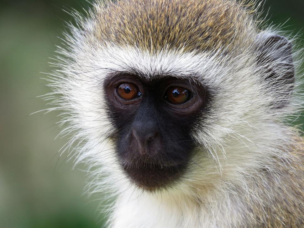 Free Image of monkey primate colobus guenon gibbon langur 