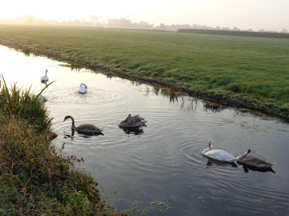 Free Image of Swan family in the field  