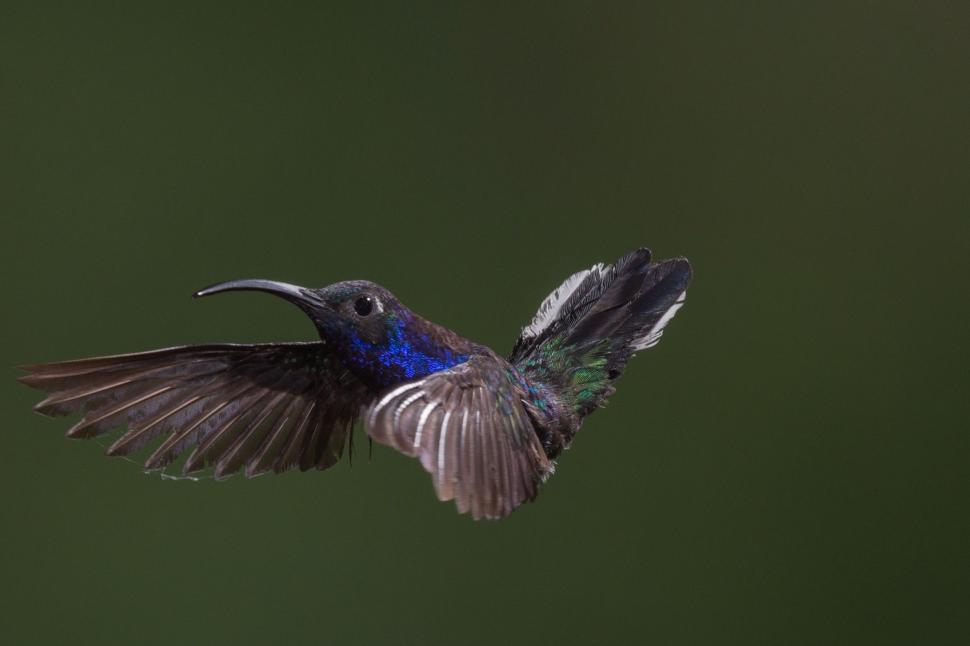 Free Image of Blue and Black Bird in Flight 