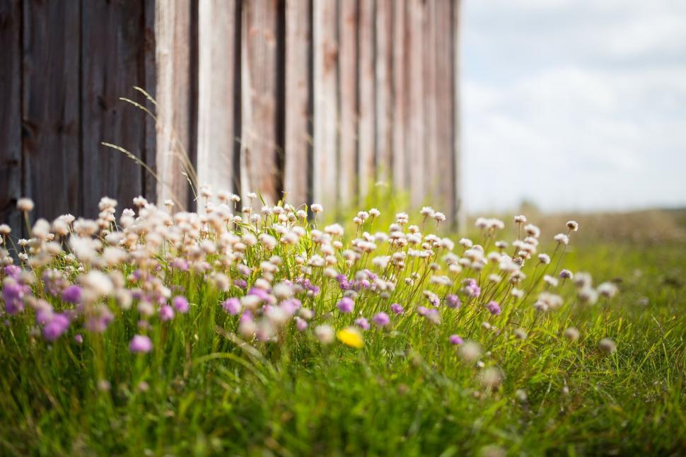 Free Image of Bunch of Flowers in Grass 
