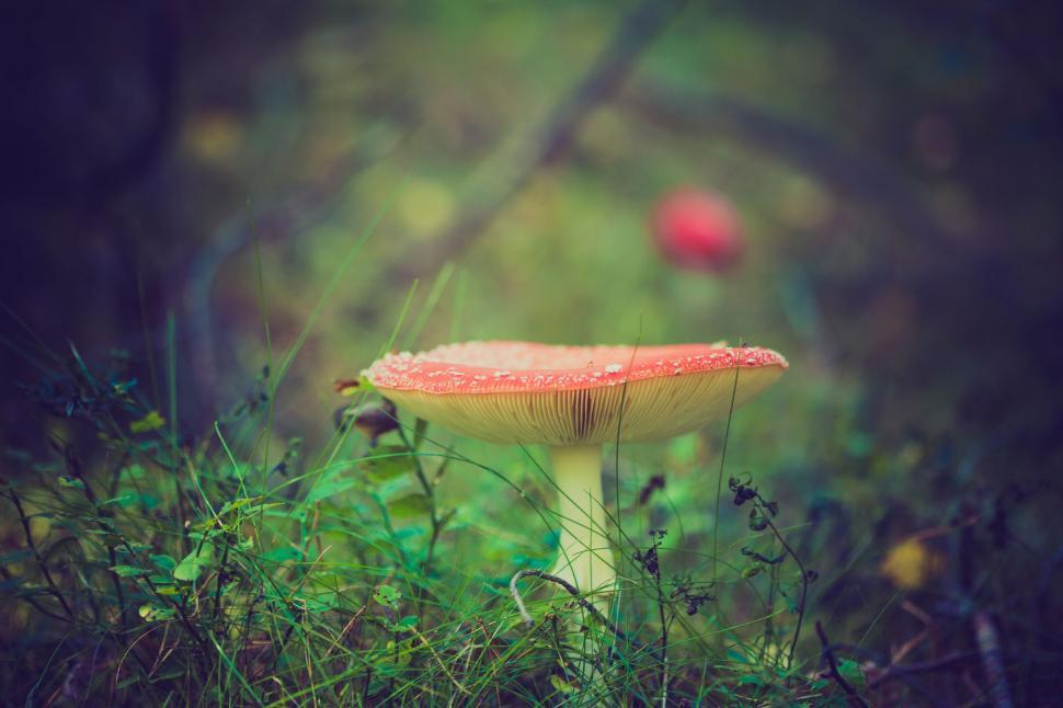 Free Image of Mushroom in Grass With Red Berry in Background 