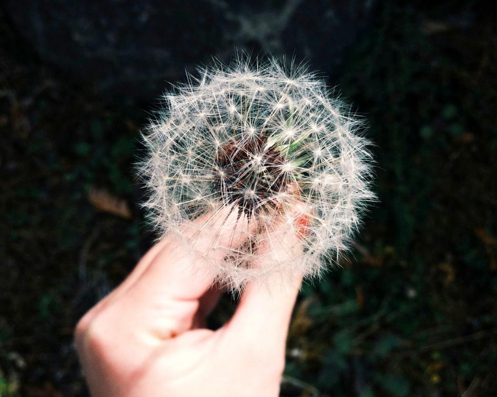 Free Image of Person Holding Dandelion in Hand 
