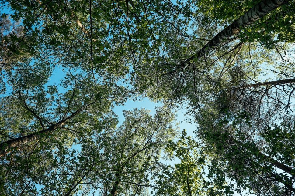 Free Image of Looking Up at the Tops of Tall Trees 