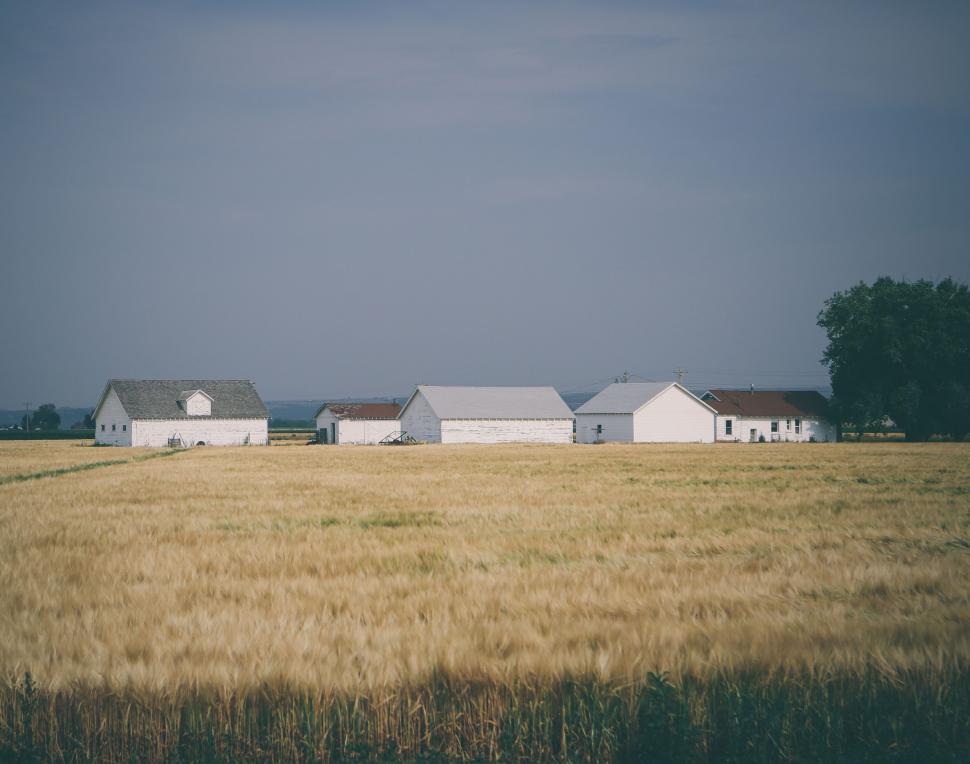 Free Image of Wheat Field With Row of Houses 