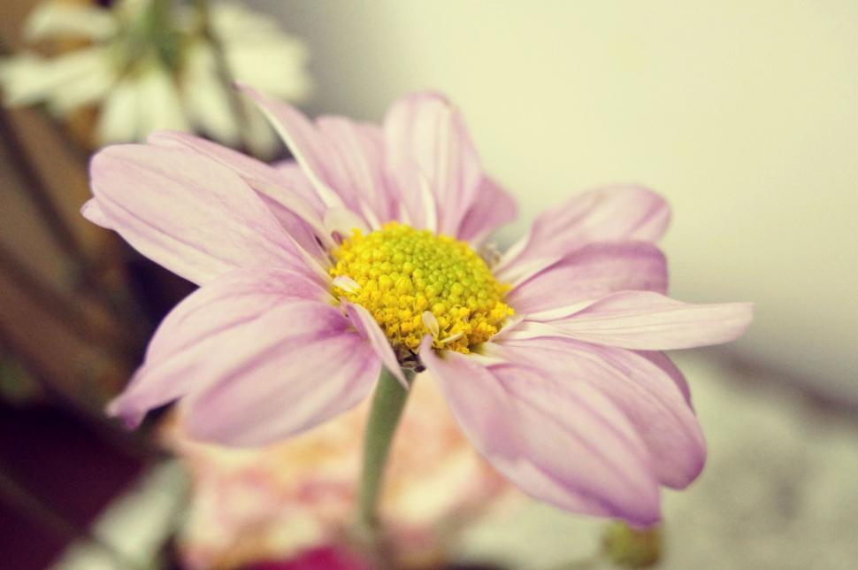 Free Image of Close Up of a Pink Flower in a Vase 