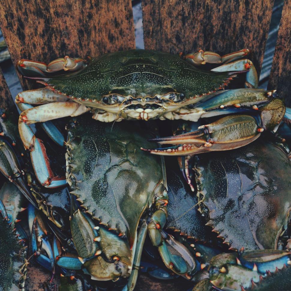 Free Image of Blue Crabs on Wooden Table 