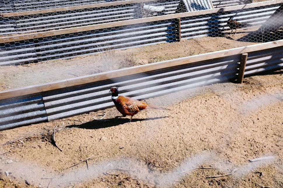 Free Image of Chickens Standing on Dirt Field 