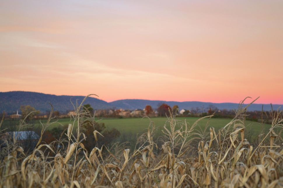 Free Image of Corn Field at Sunset 
