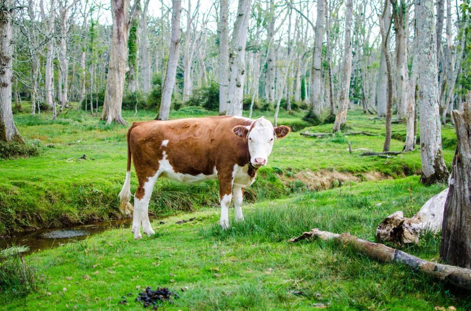 Free Image of Brown and White Cow Standing in a Forest 