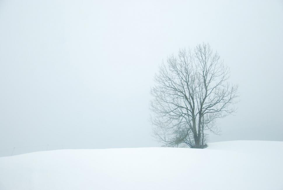 Free Image of Lone Tree in Snowy Field 