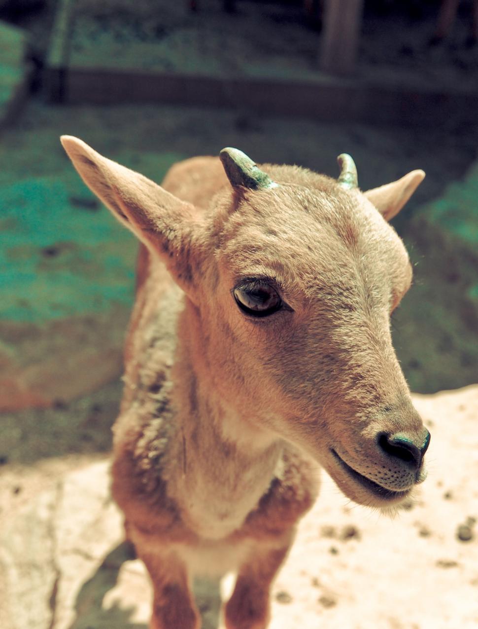 Free Image of Baby Goat Standing on Top of Cement Ground 