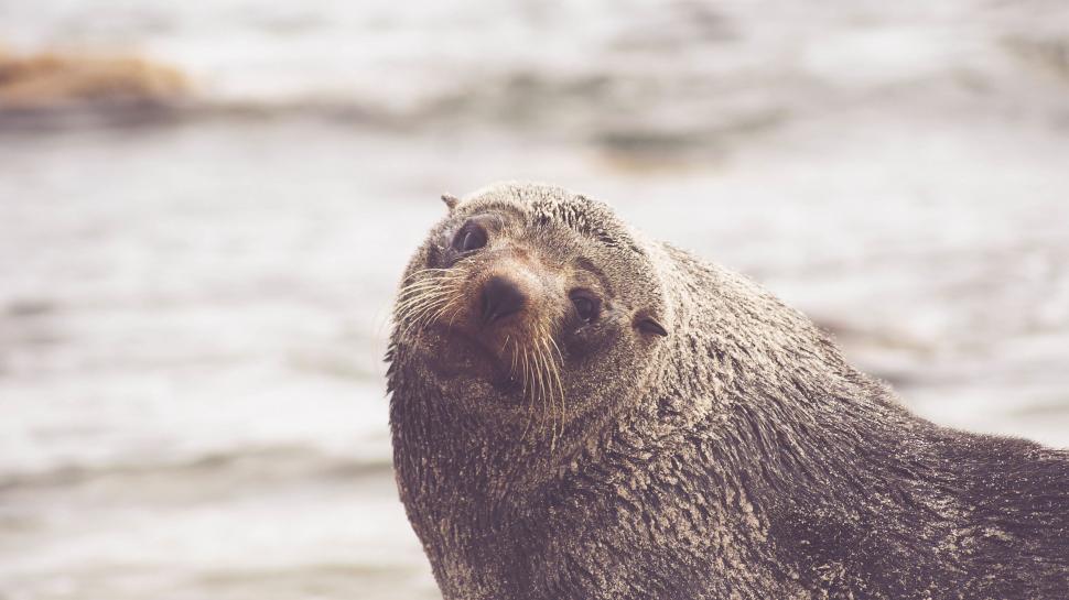 Free Image of Close Up of a Seal on a Beach 