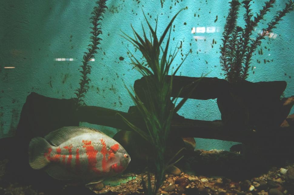 Free Image of Underwater Scene With Fish and Plants 