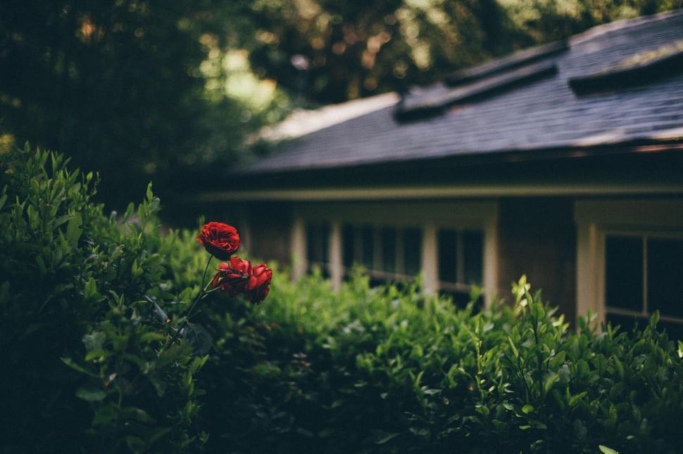 Free Image of Red Rose on Bush Next to House 