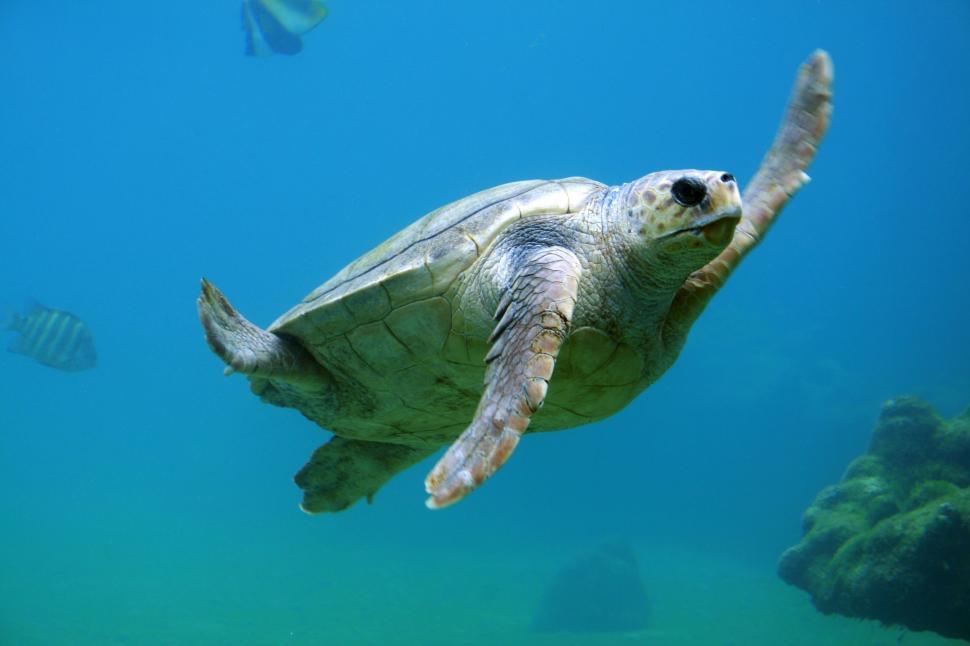 Free Image of Sea Turtle Swimming in the Ocean 