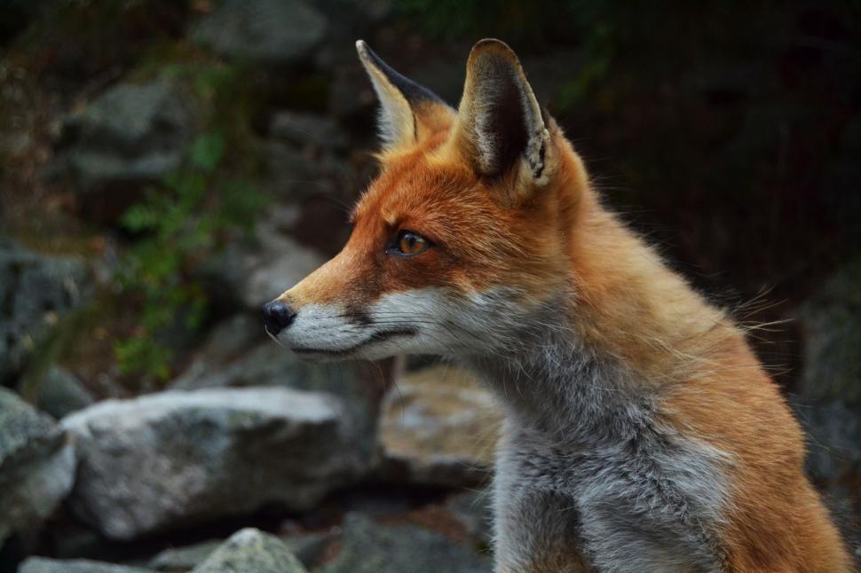 Free Image of Close Up of a Fox on a Rocky Surface 