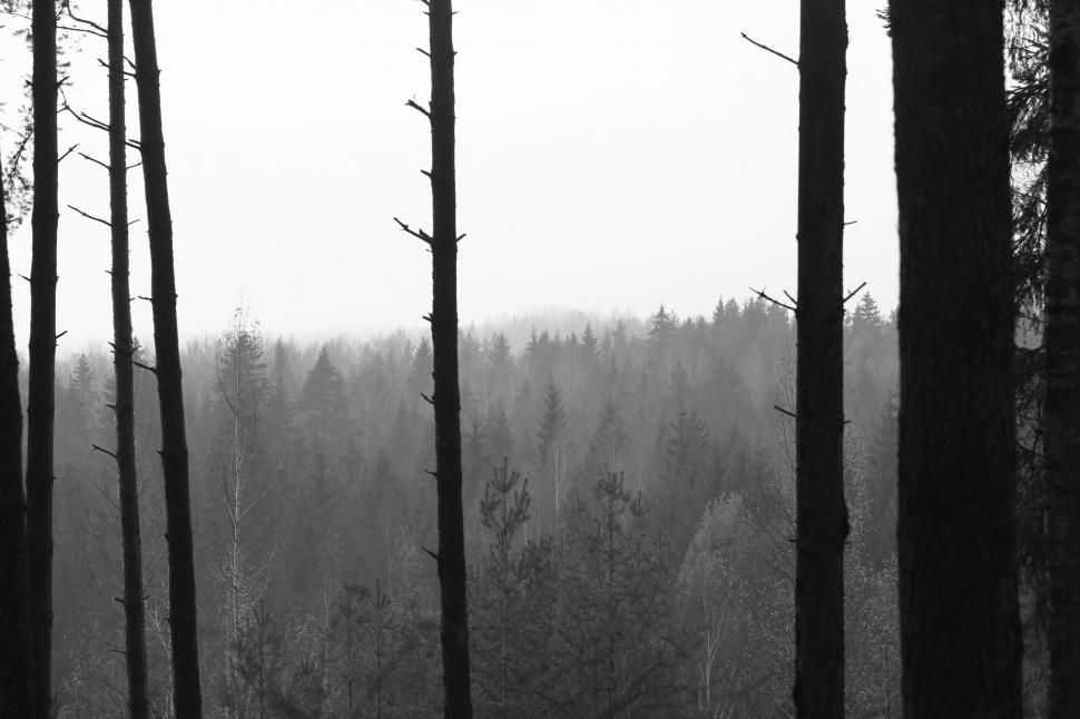 Free Image of Towering Trees in Dense Forest 