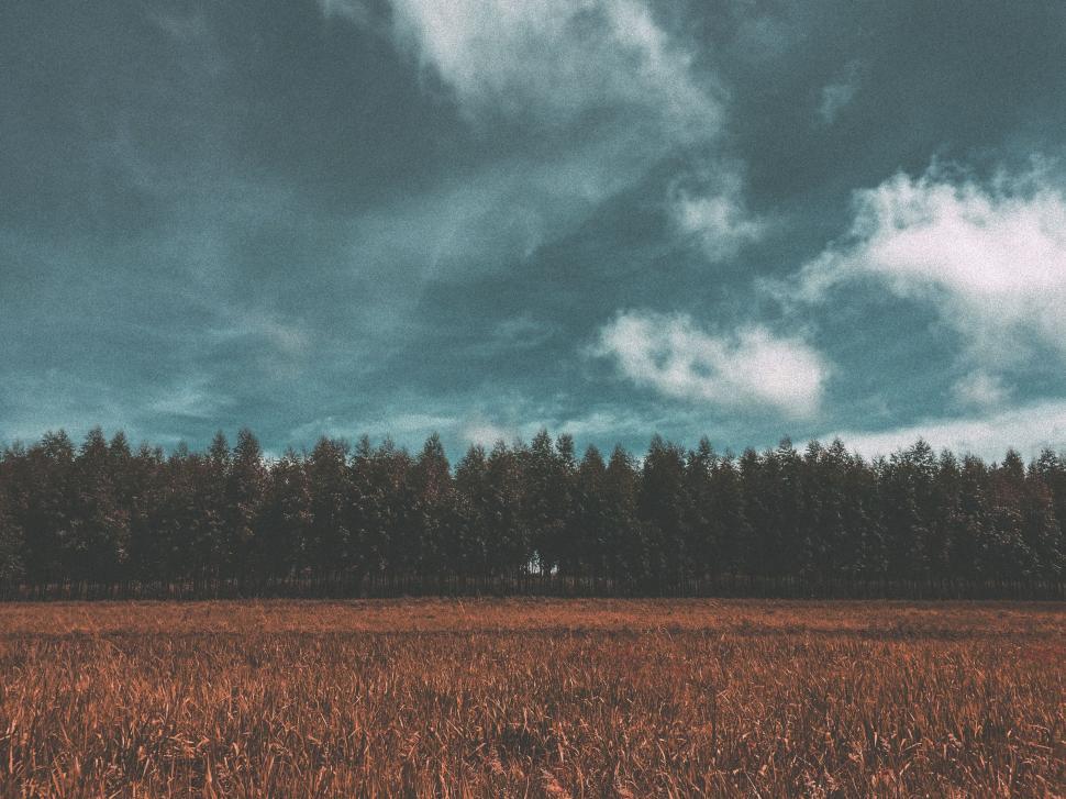 Free Image of Field With Trees and Cloudy Sky 