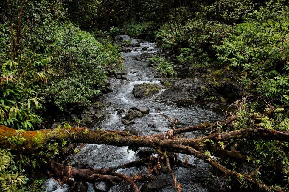 Free Image of A River Flowing Through a Lush Green Forest 