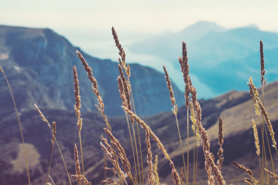 Free Image of Field of Tall Grass With Mountains in Background 