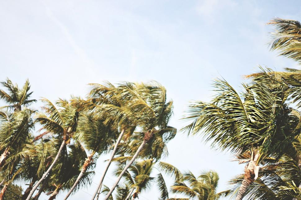 Free Image of Palm Trees Swaying in the Breeze on a Sunny Day 