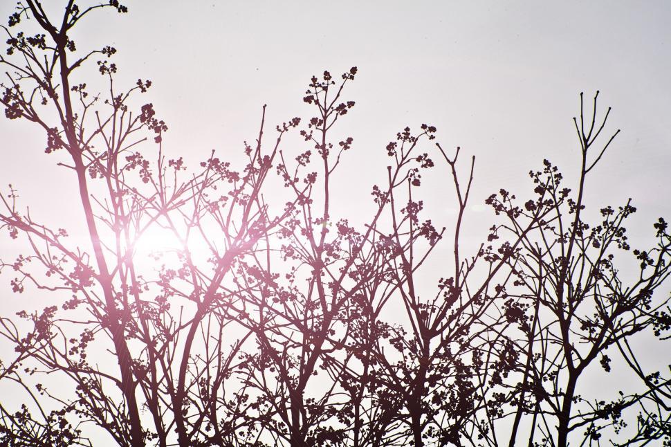 Free Image of Sun Shines Through Tree Branches 