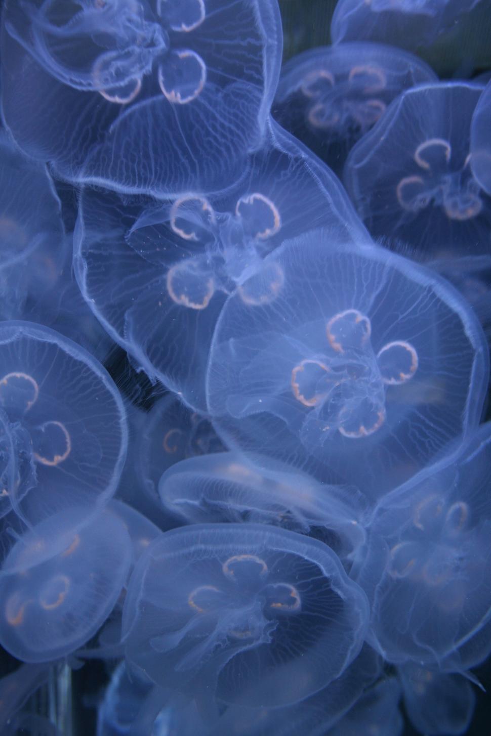 Free Image of Floating Jellyfish Swarm in the Water 