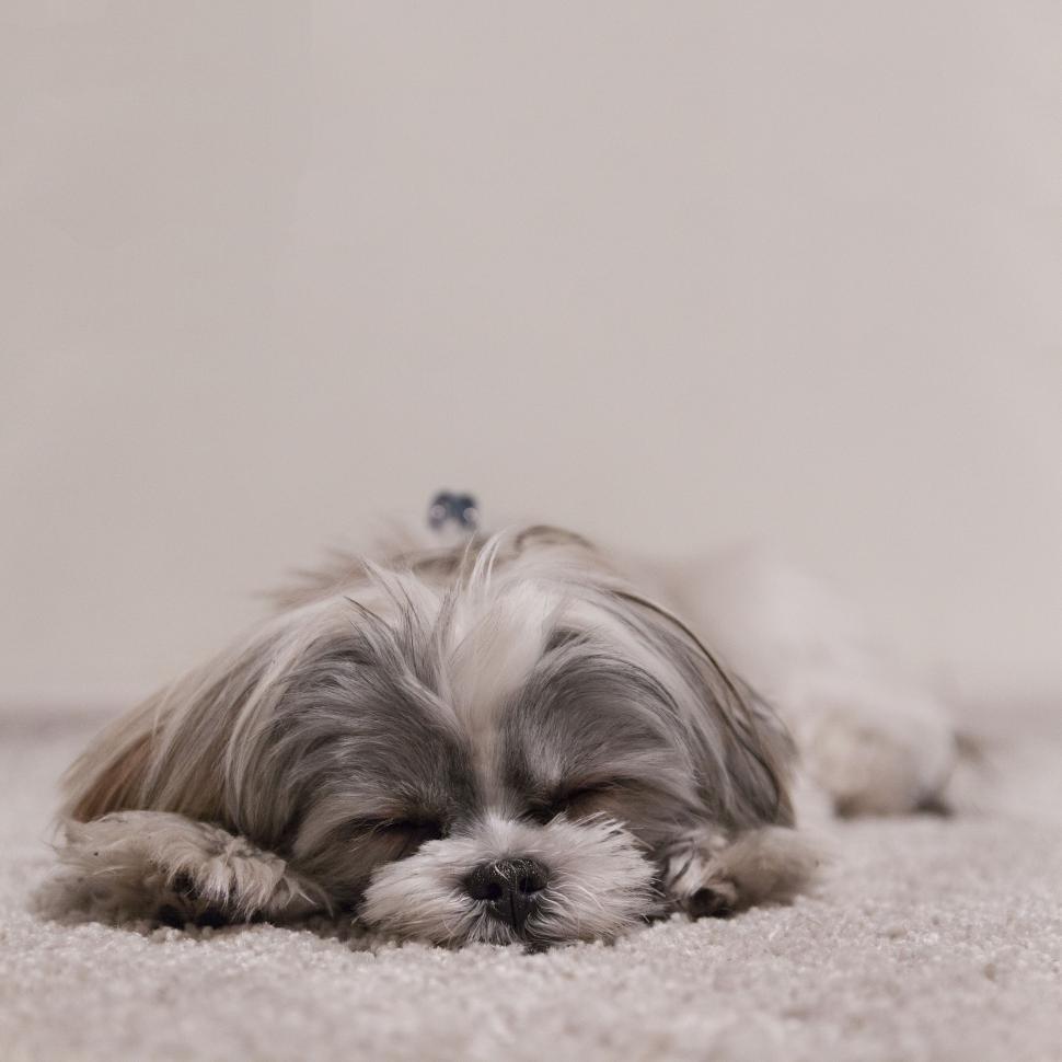 Free Image of Dog Laying on the Floor 