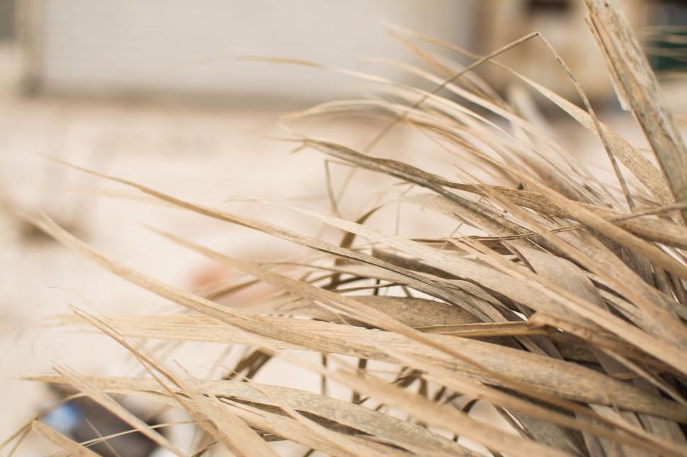 Free Image of Close Up of Dry Grass Bunch 