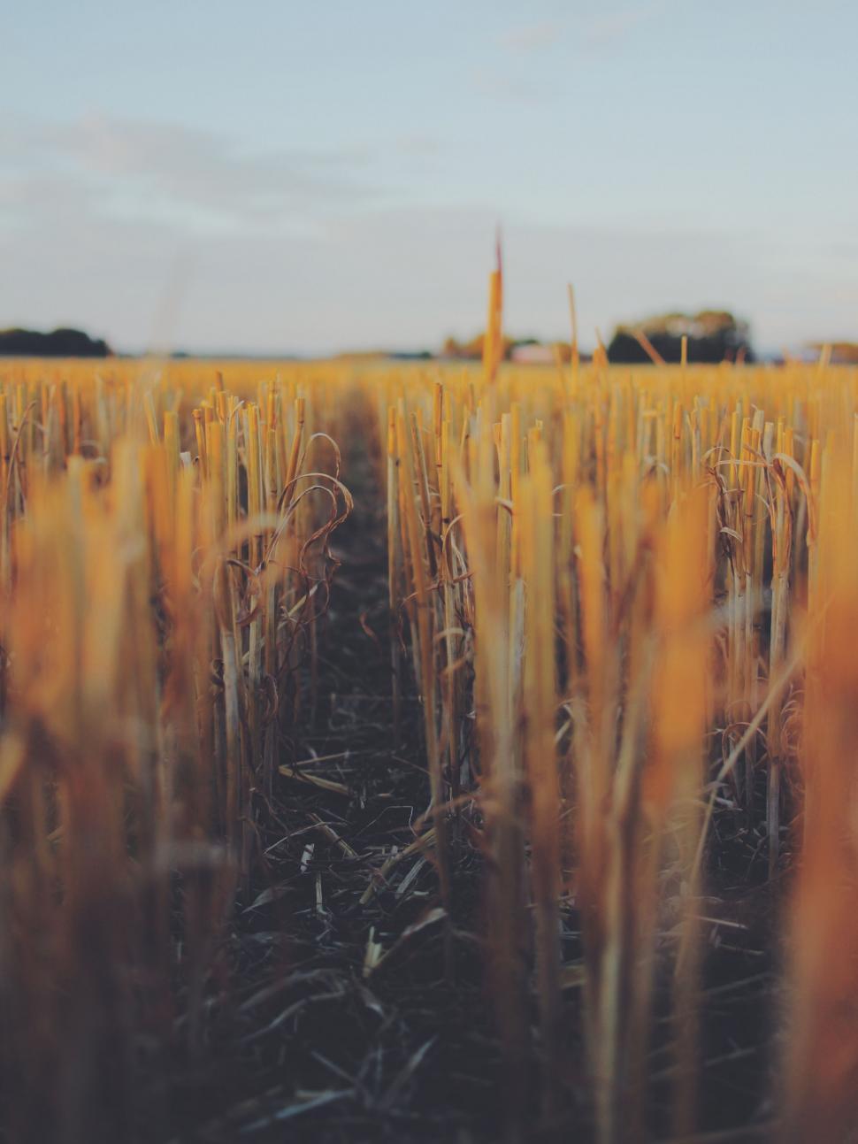 Free Image of Wheat Field With Sky Background 