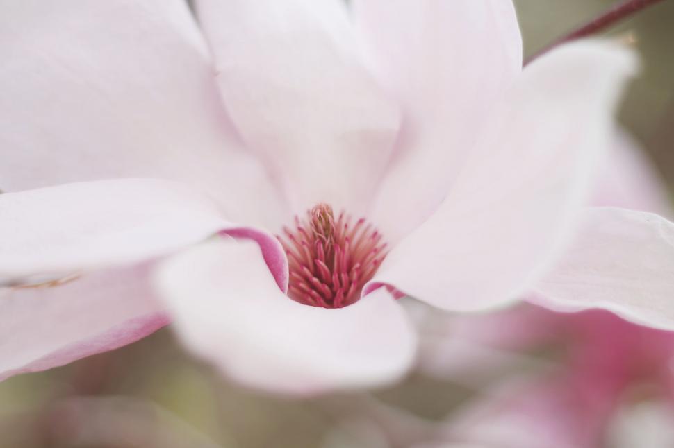 Free Image of Close Up of a White Flower With a Red Center 