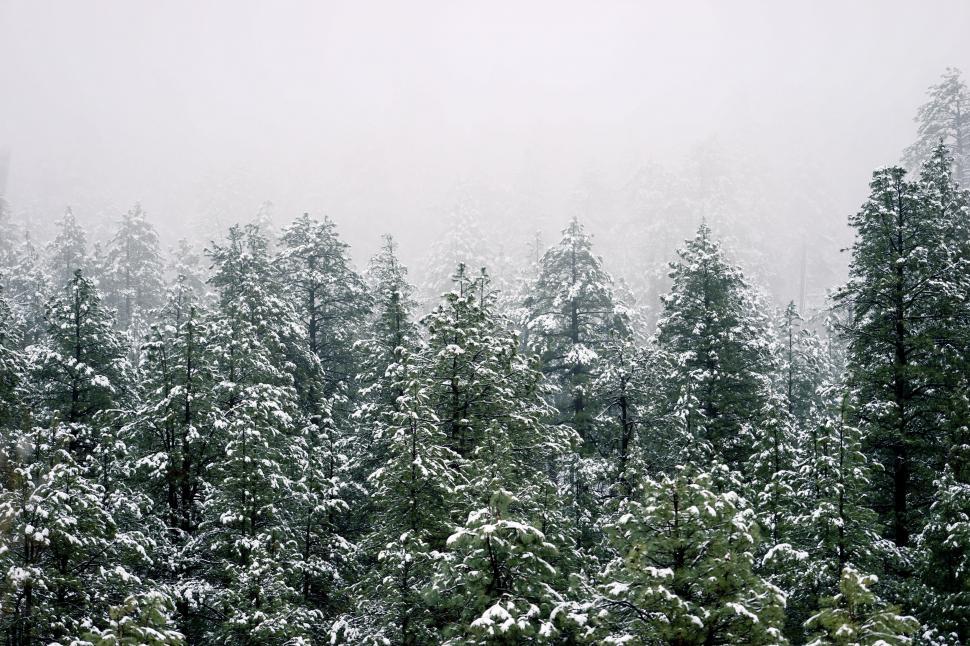 Free Image of Snow Covered Forest With Trees 