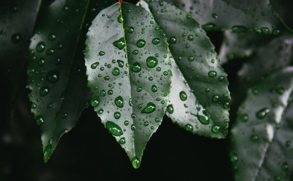 Free Image of Green Leaf With Water Drops 