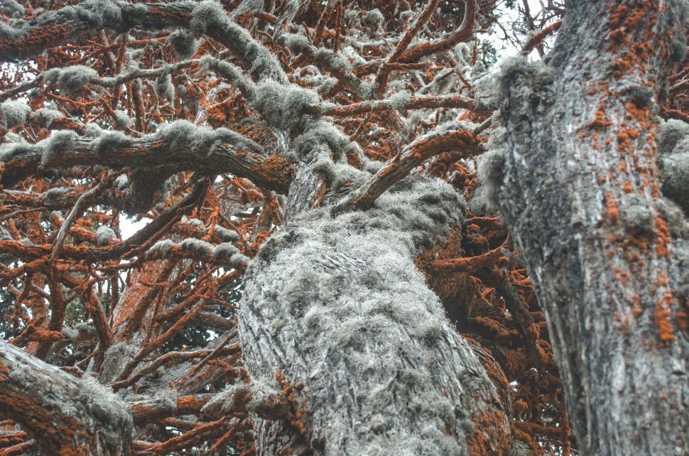 Free Image of Tall Tree Covered in Snow 
