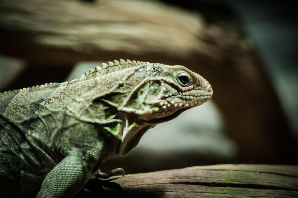 Free Image of Close Up of a Lizard on a Branch 