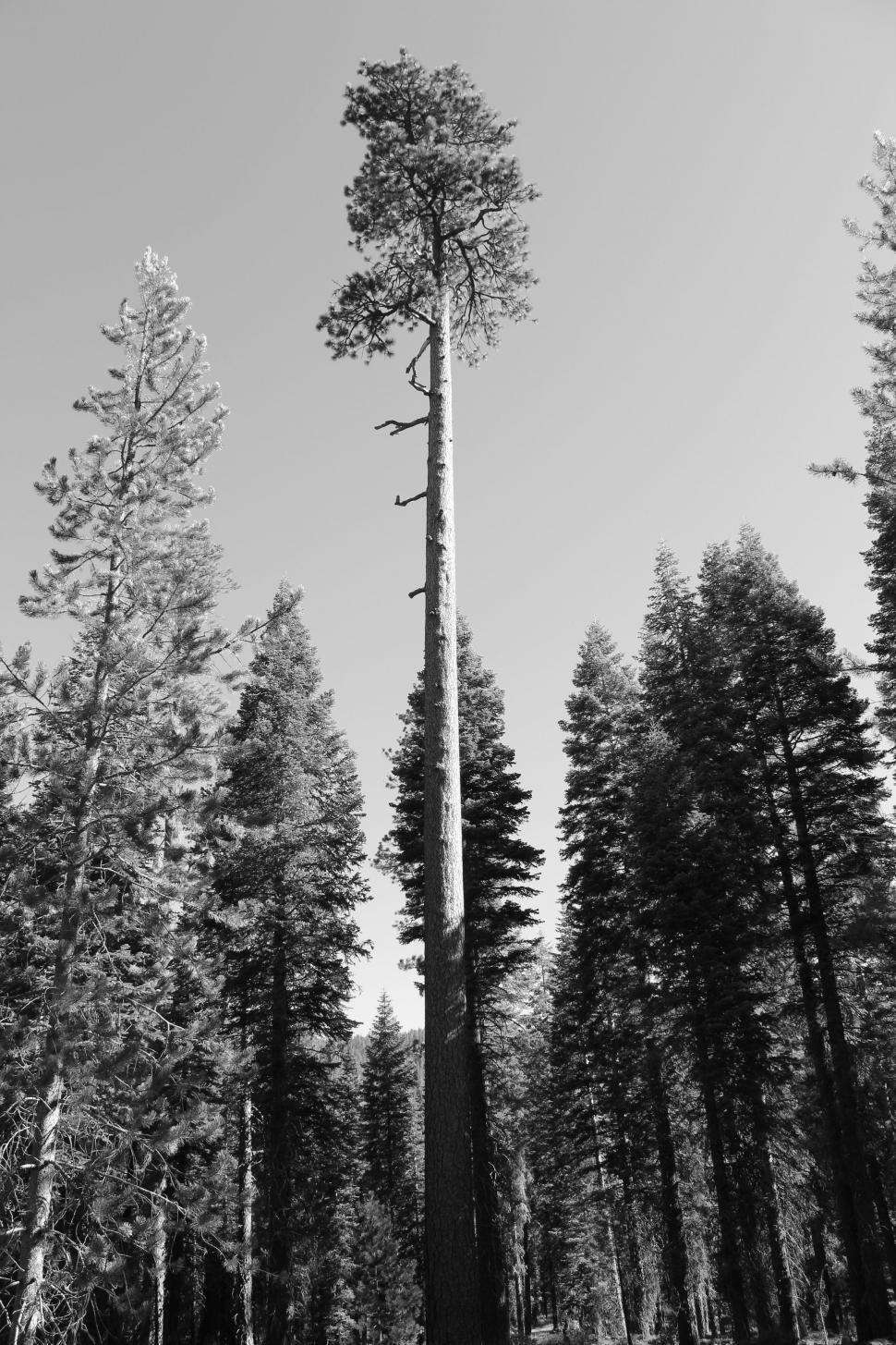 Free Image of Tall Tree in Black and White 