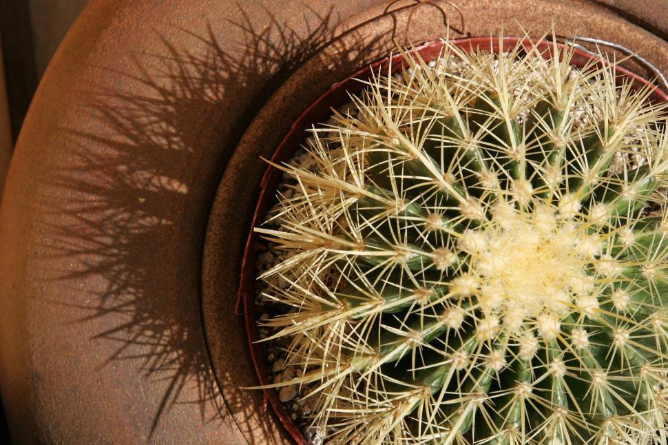 Free Image of Small cactus in pot 