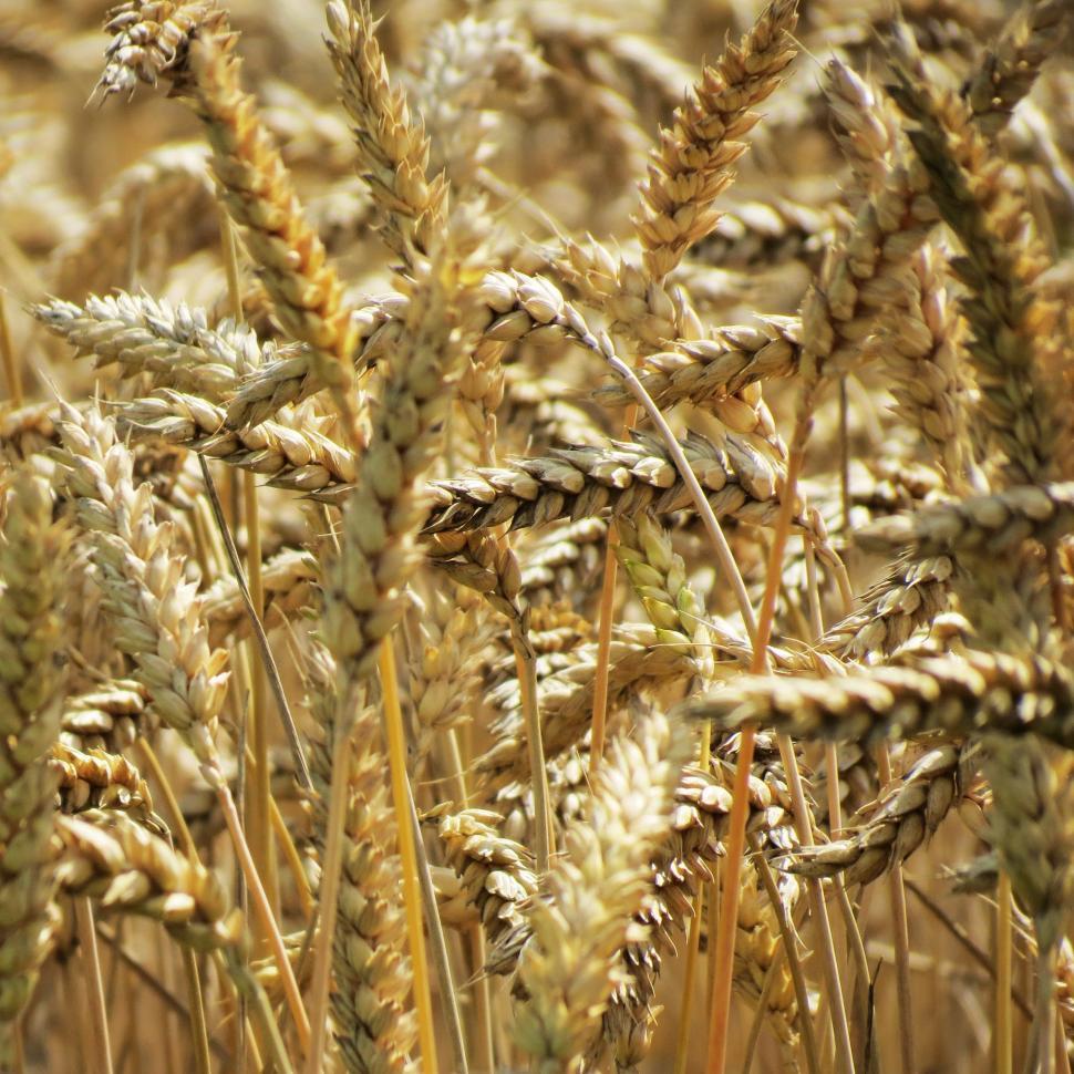 Free Image of wheat cereal grain field rural agriculture farm plant summer harvest corn seed crop straw bread farming rye natural yellow growth grow ripe country gold sky golden grass countryside barley landscape food sun land season stem close meadow agricultural 