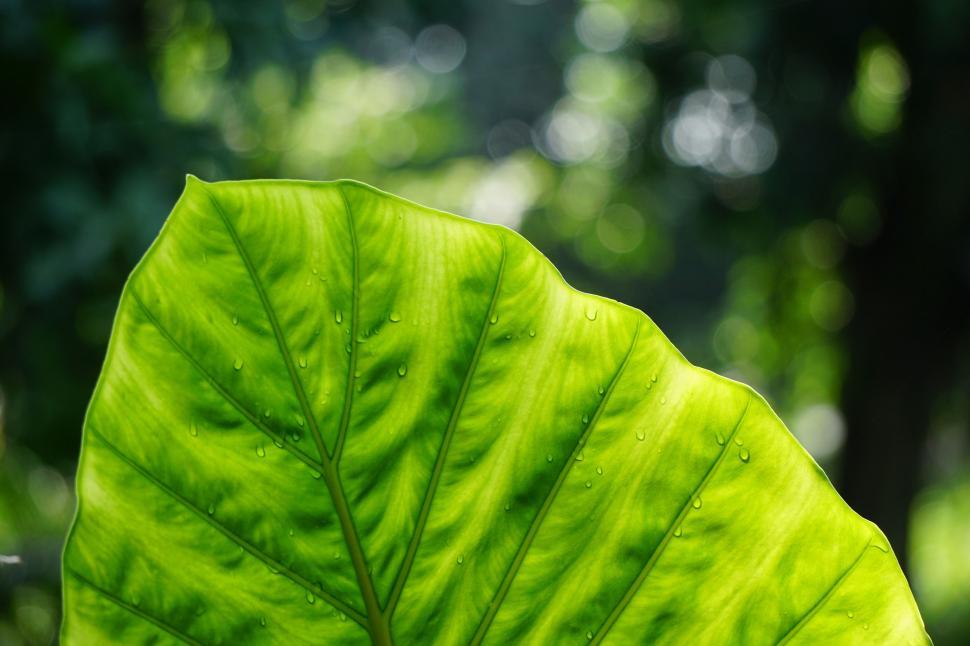 Free Image of Close Up of a Large Green Leaf 
