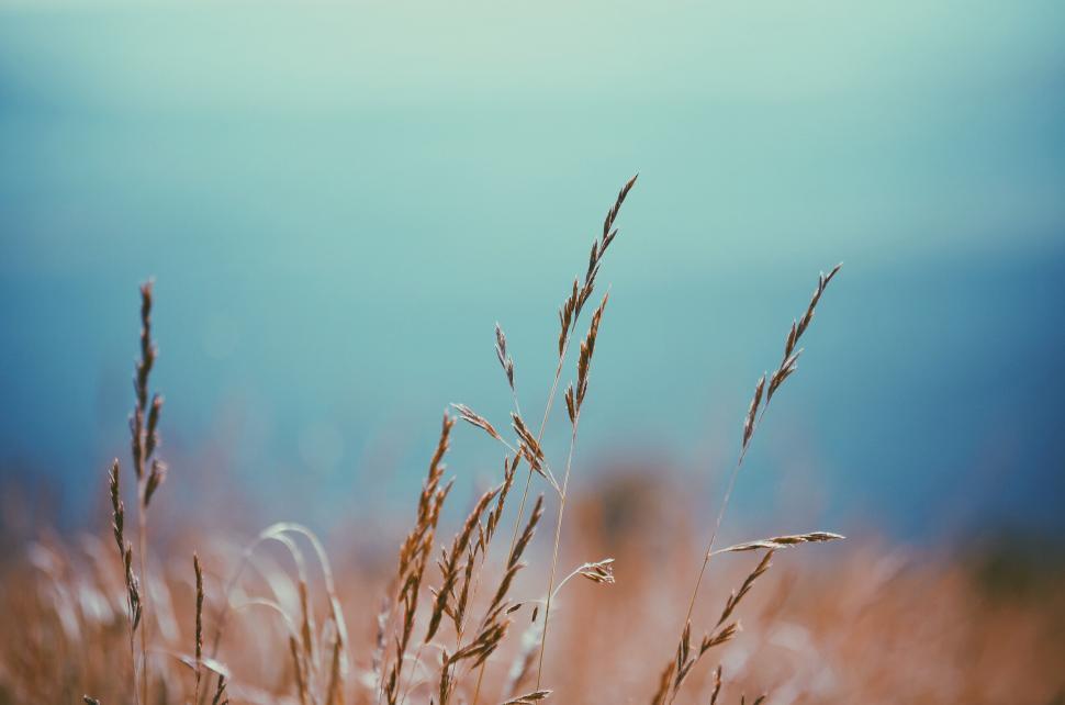 Free Image of Blurry Field of Tall Grass 