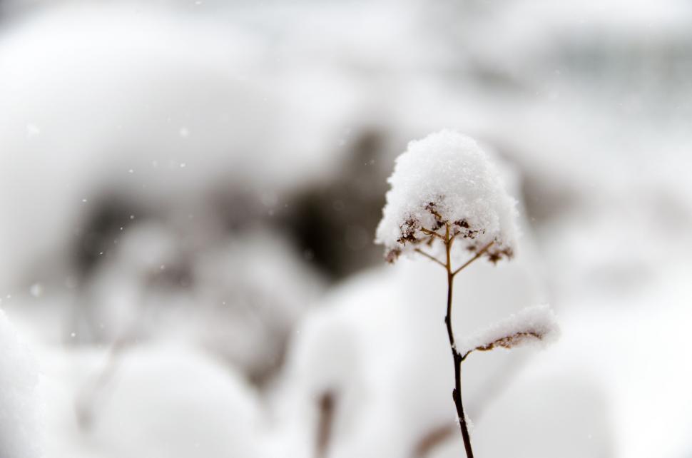 Free Image of Plant Covered in Snow 